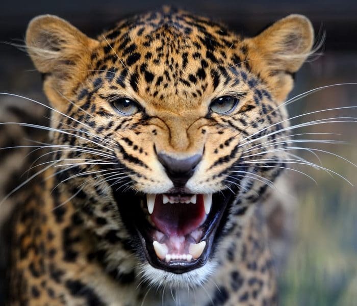 Big Five Safaris
