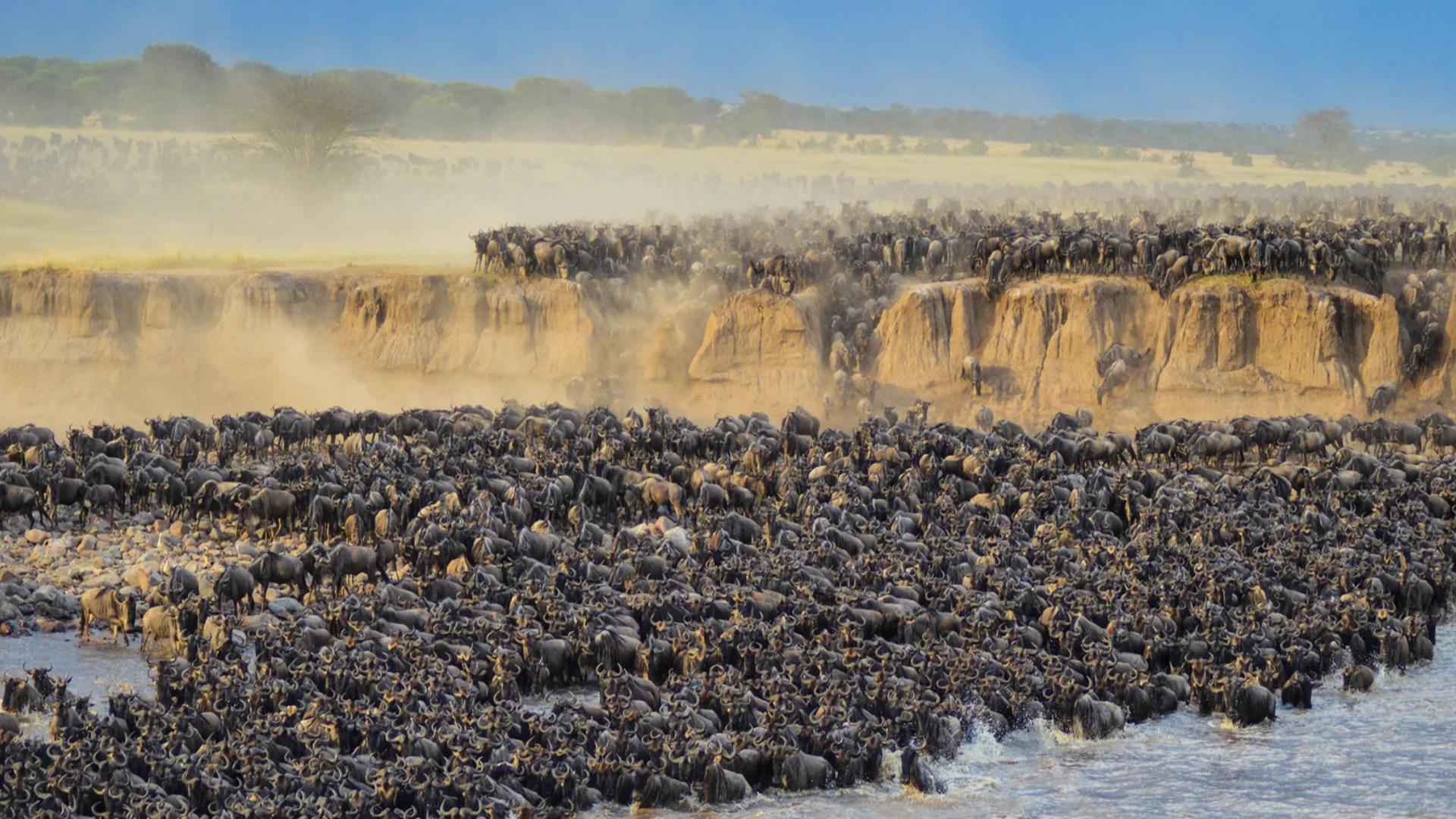 The Great Wildebeest Migration Safaris