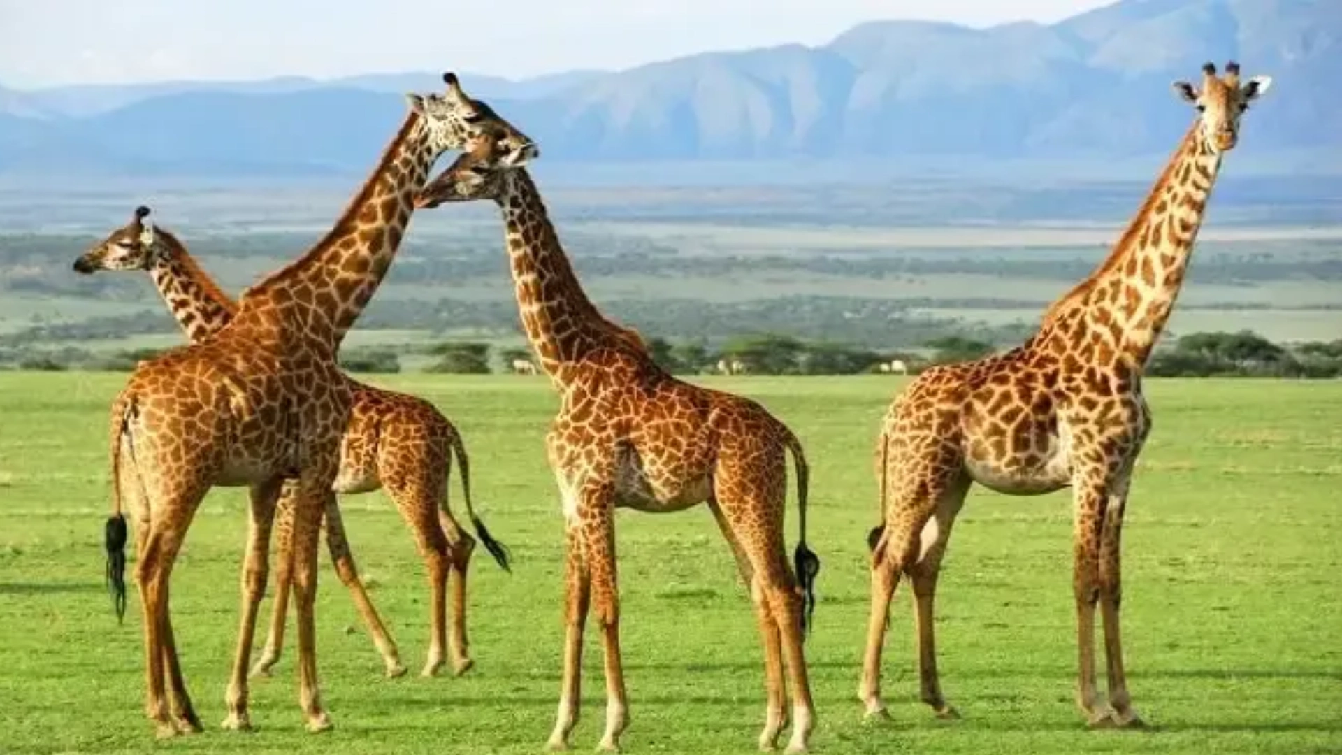 Explore Tanzania’s Northern Circuit on a 7-day safari 