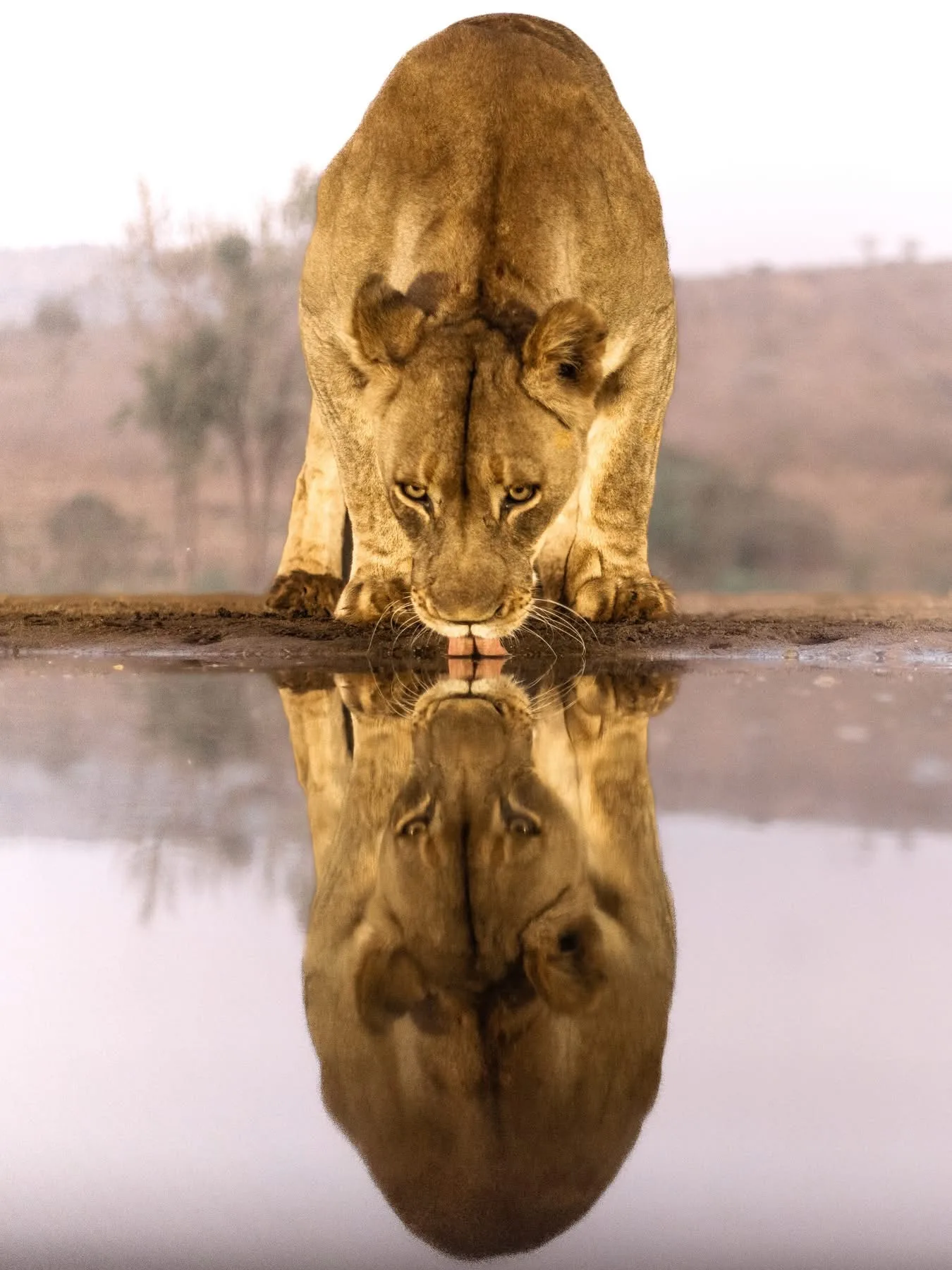 Wildlife roaming through an African national park