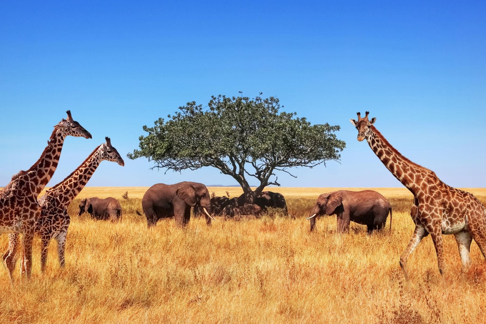 Tanzania Wildlife Safaris & Tours