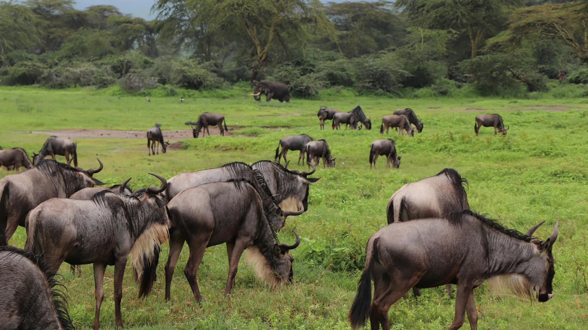 Elephants in June