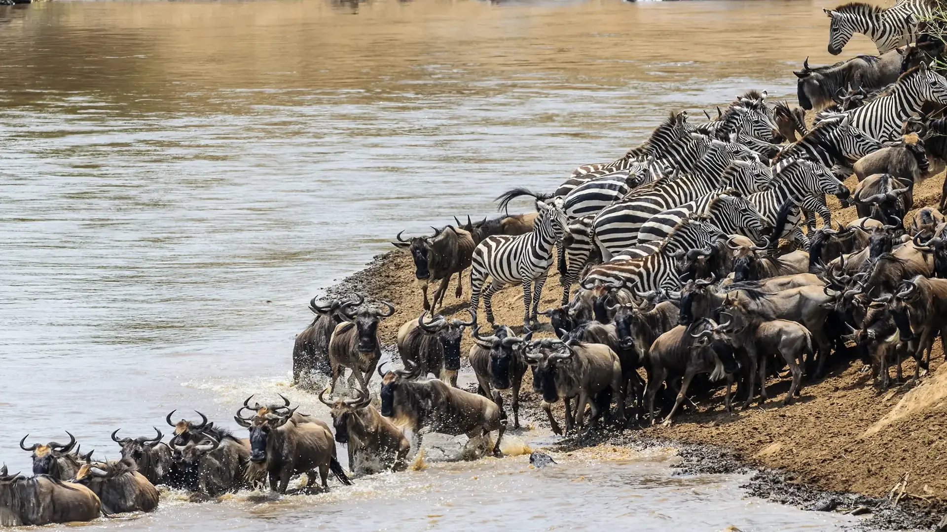 Wildlife safari in the Serengeti
