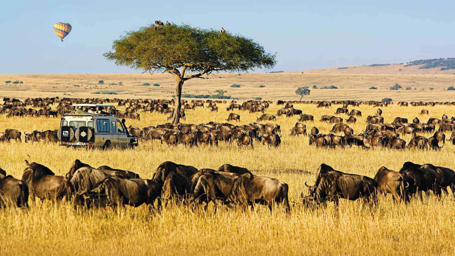Dry savannah in July